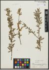 Foto von Salix alba L.